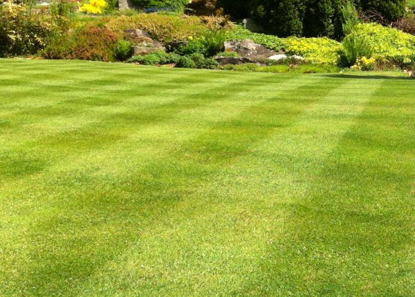 Commercial Grass Cutting in Albany