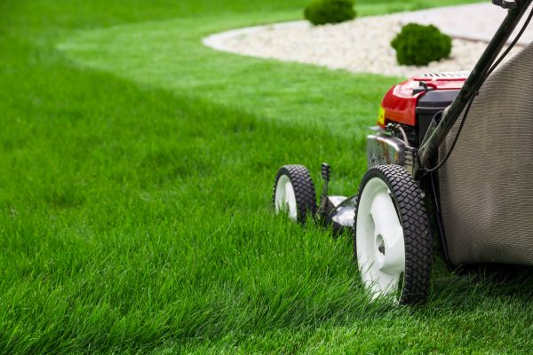 Yard Maintenance in Albany