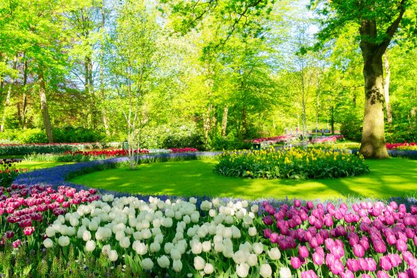 Spring Lawn Care in Albany
