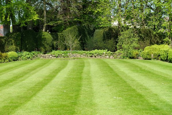 Grass Care Service in Albany
