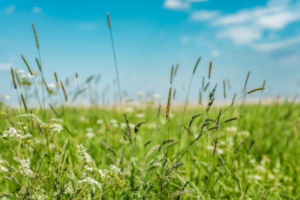 High Grass Trimming in Albany