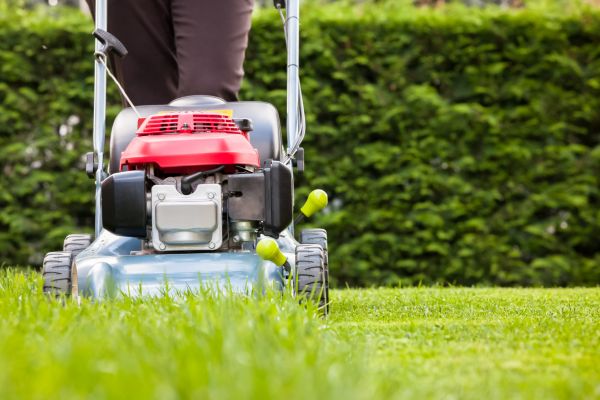 Grass Trimming Service in Albany