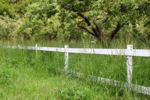 Cost of Fence Line Trimming in Albany