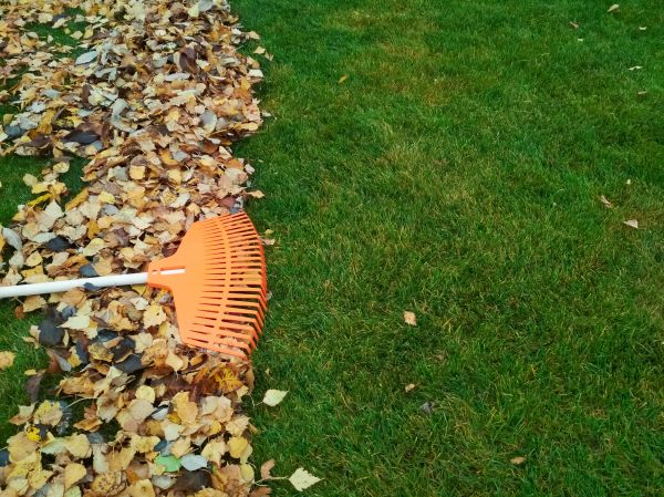 Fall Lawn Care in Albany