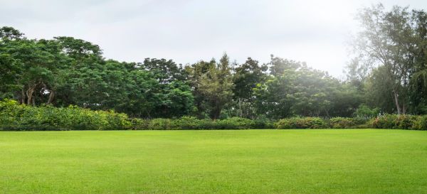 Golf Course Mowing in Albany