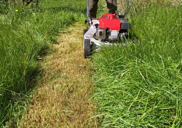 Cost of Leaf Mowing in Albany